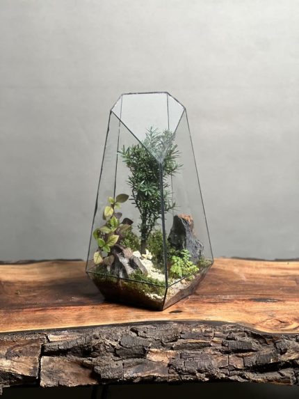 تراریوم بنسای تاکسوز طرح پنجو