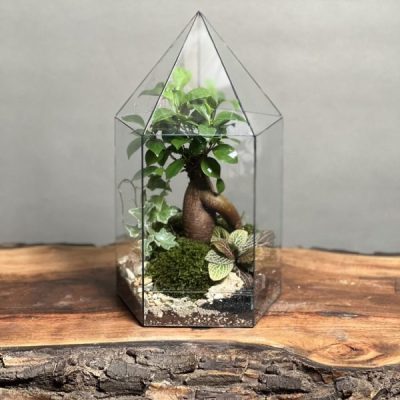 تراریوم بنسای فیکوس طرح راکتی