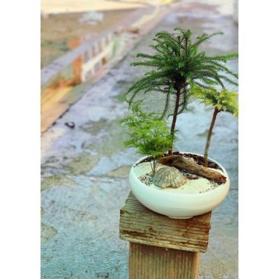 بونسای آروکاریا + گرتی (مارچوبه)