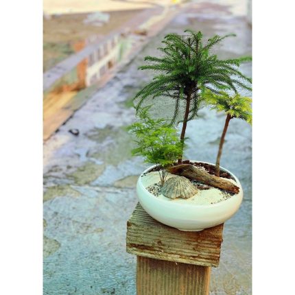 بونسای آروکاریا + گرتی (مارچوبه)