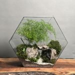 تراریوم مارچوبه طرح کتیو