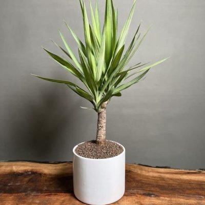 گیاه یوکا ابلق