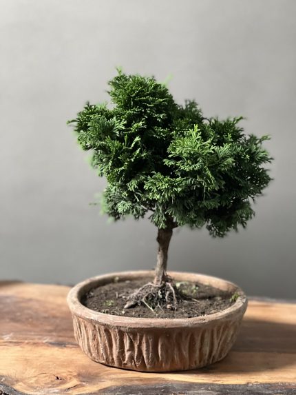 بنسای نانا در گلدان سفالی