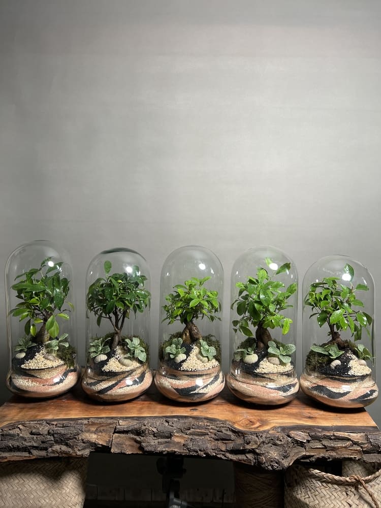 هدایا شرکتی ۵ عدد تراریوم بنسای فیکوس طرح موج