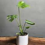 گیاه برگ انجیری منسترا رومیزی