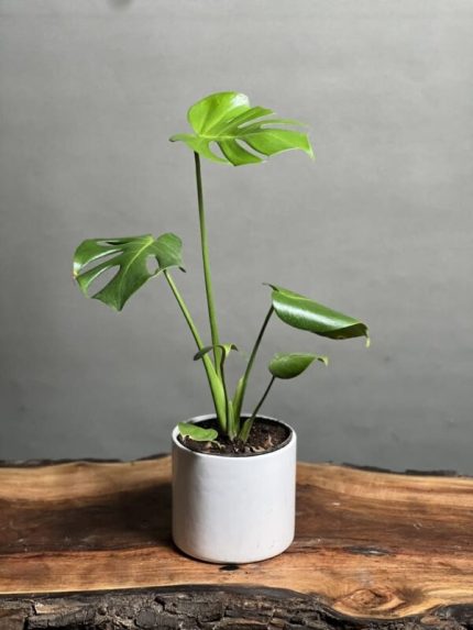 گیاه برگ انجیری منسترا رومیزی