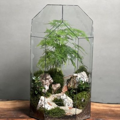 تراریوم مارچوبه طرح گنبد تال