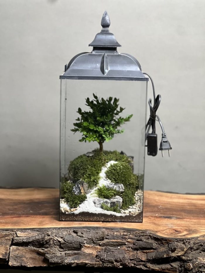 چراغخواب بنسای ژاپونیکا طرح وان روود