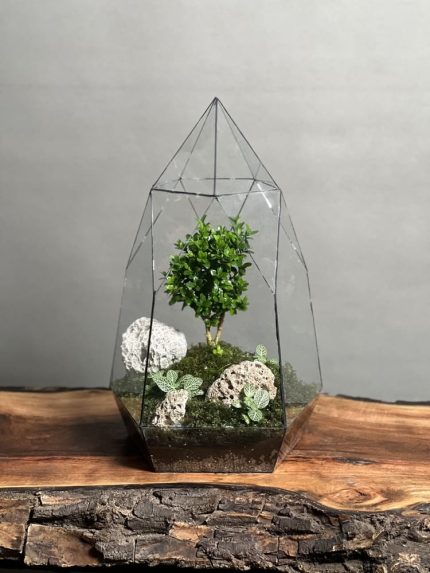 تراریوم بنسای ژاپونیکا طرح الماس ژاپن