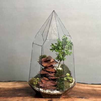 تراریوم بنسای ژاپونیکا طرح رد راک