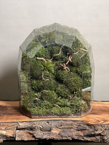 موساریوم سوپر لاکچری طرح بیگ گنبد (تراریوم)