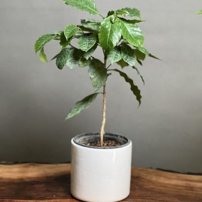 گیاه قهوه