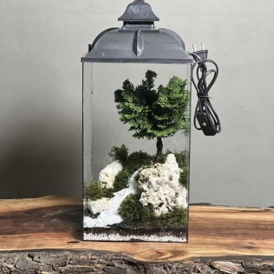 چراغخواب بنسای نانا طرح رودی