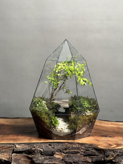 تراریوم بنسای انار طرح غار