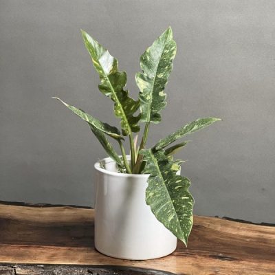گیاه فیلودندرون کنگره ای ابلق