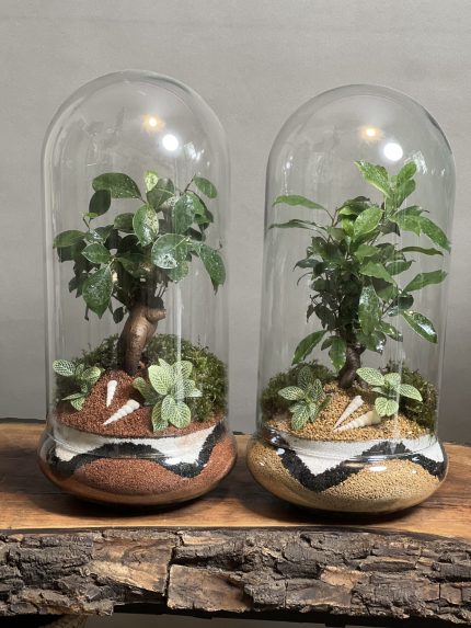 ۲ عدد تراریوم بنسای فیکوس طرح سه رنگ