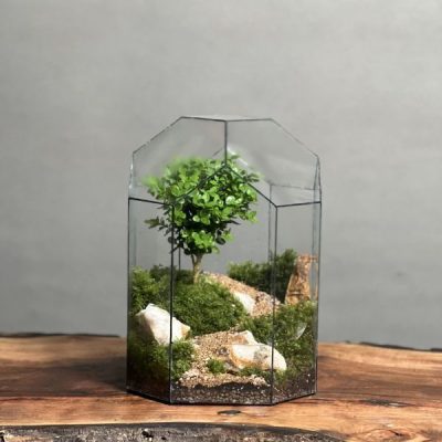 تراریوم بنسای ژاپونیکا طرح جاده ژاپن