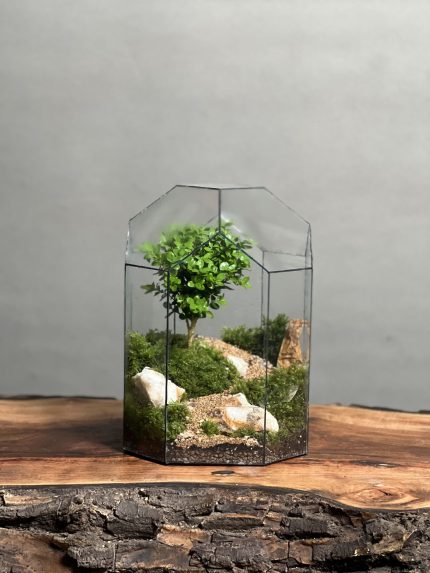تراریوم بنسای ژاپونیکا طرح جاده ژاپن