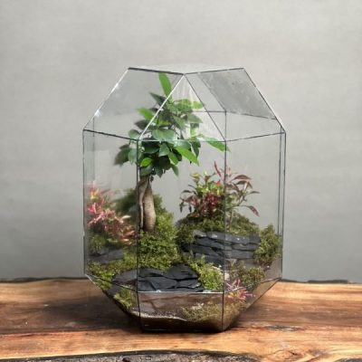 تراریوم بنسای فیکوس طرح کیج رویال