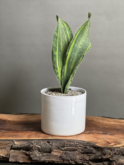 گیاه سانسوریا راکتی ابلق