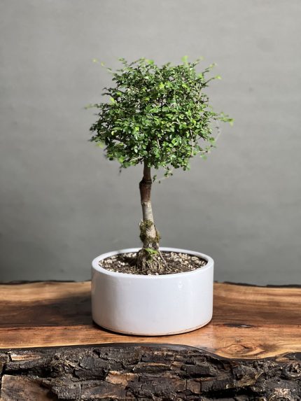 بنسای نارون