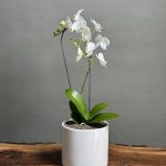 گیاه ارکیده مینیاتور سفید