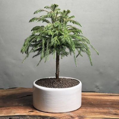 بونسای آروکاریا نخلی