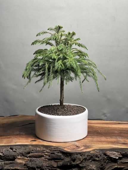 بونسای آروکاریا نخلی