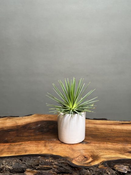 کاکتوس آگاو استریکتا نانا