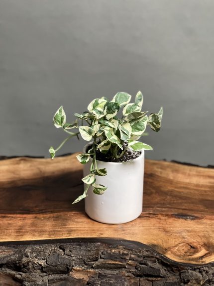 گیاه پتوس ارتشی رومیزی