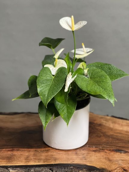 گل آنتریوم سفید