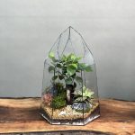 تراریوم بنسای فیکوس طرح الماس کریپتو