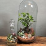 تراریوم بنسای فیکوس طرح توتیا+ تراریوم فرانسه