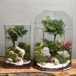 تراریوم بنسای نانا پک ۲ عدد