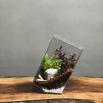 تراریوم طرح لین