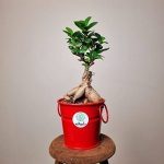 بونسای جنسینگ + گلدان قرمز