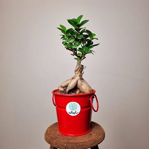 بونسای جنسینگ + گلدان قرمز
