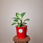 فیلندرون برکین + گلدان قرمز