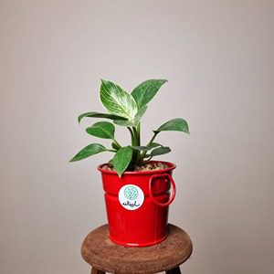 فیلندرون برکین + گلدان قرمز
