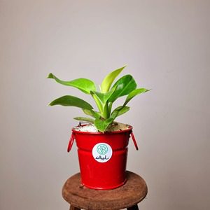 فیلندرون لیمویی + گلدان قرمز