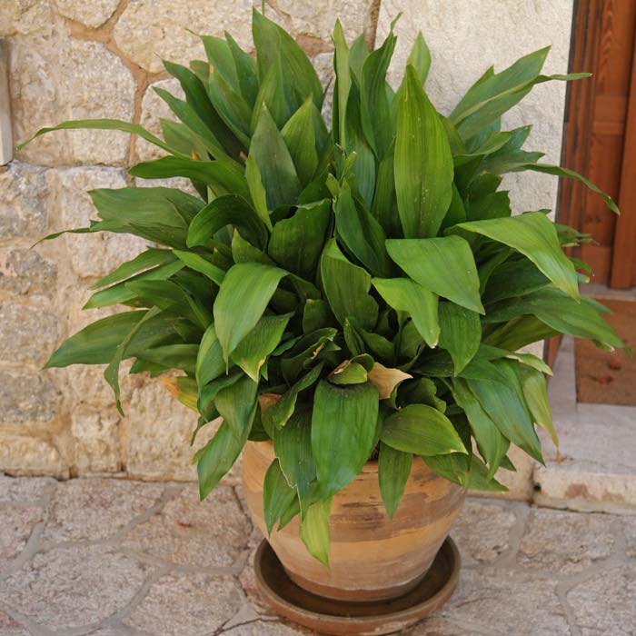 گل برگ عبایی