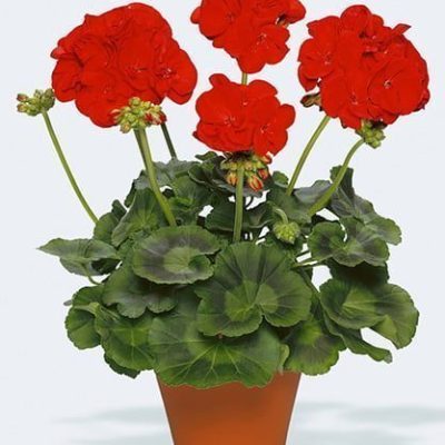 گل شمعدانی هلندی قرمز