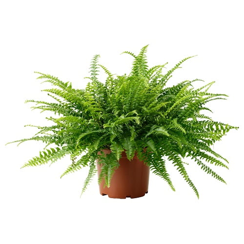 گیاه آپارتمانی سرخس