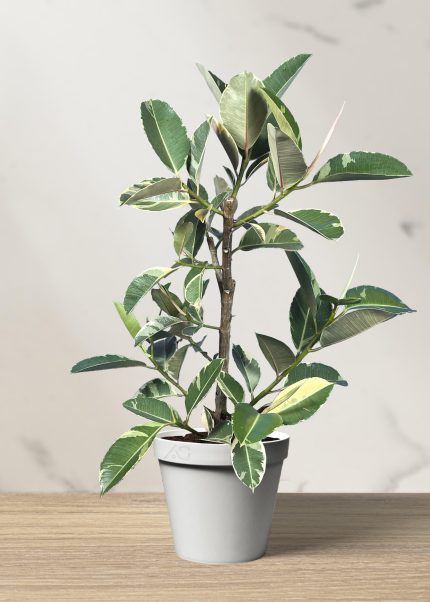 فیکوس ابلق یاقوتی چند شاخه (*)