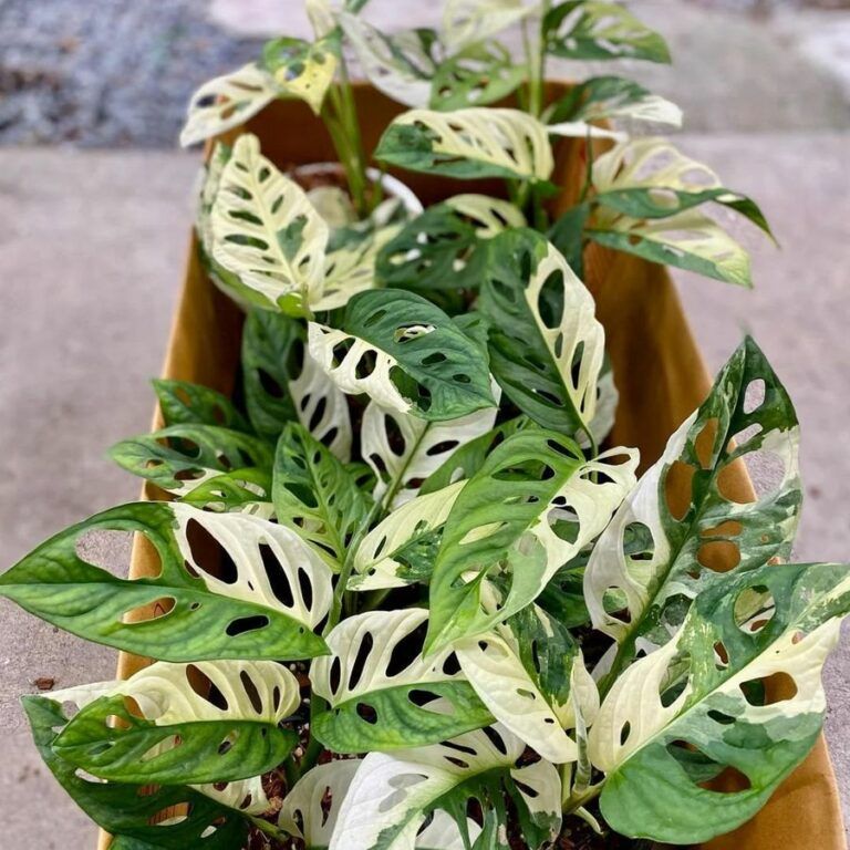 پتوس حصیری ابلق (وارداتی)