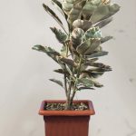 فیکوس شرابی چندشاخه (*)