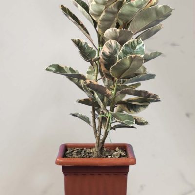 فیکوس شرابی چندشاخه (*)