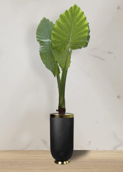 بابا آدم جاینت + گلدان فایبر گلاس استوانه ای (*)