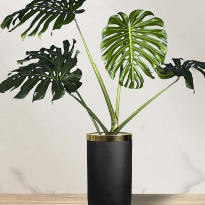 مانسترا دلیسوسا + گلدان فایبر گلاس استوانه ای (*)