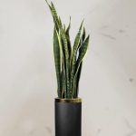 سانسوریا ابلق شمشیری + گلدان فایبر گلاس استوانه ای (*)